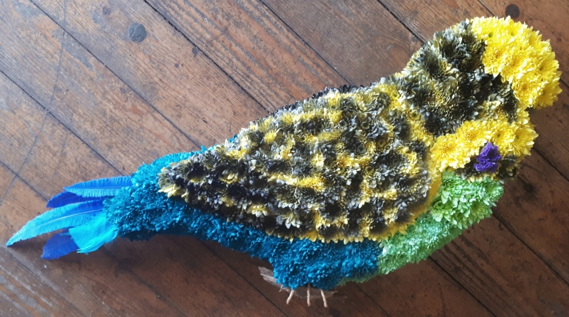 Bird Pigeon Budgie