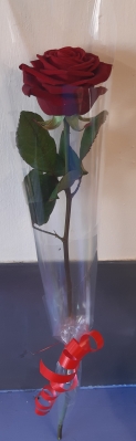 Single Rose