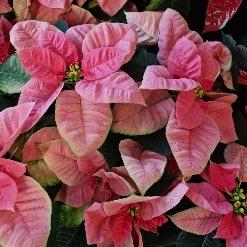 Poinsettia