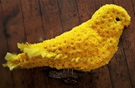 Bird Pigeon Budgie