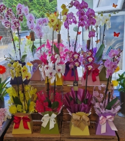 Orchid Plant