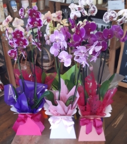 Orchid Plant