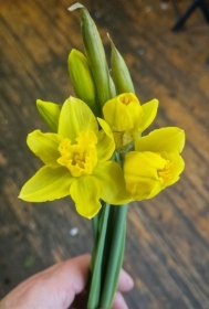 Daffodil Bunch