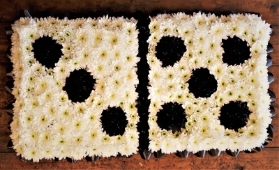 Domino