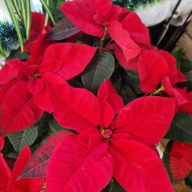 Poinsettia