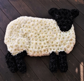 Sheep